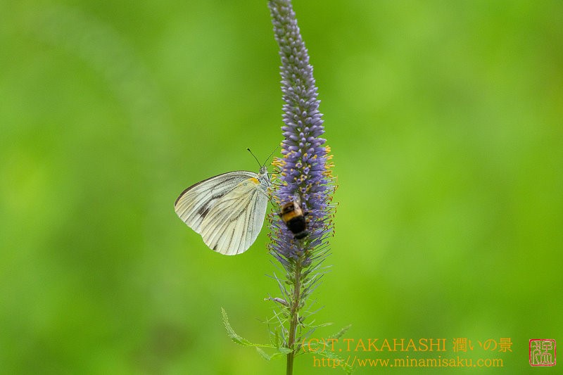 ../Images/7R240720 (278).jpg